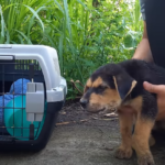 Please don’t abandon the poor dog that was abandoned by his owner in a stench, he was so hungry that he collapsed.